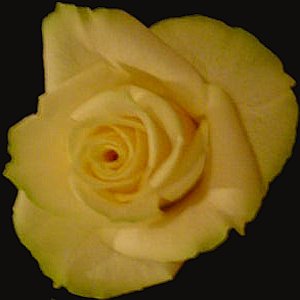 Golden Earring roses, first roses presented April 11, 2006 at Zoetermeer Stadstheater